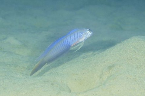 タンザクハゼ属の1種