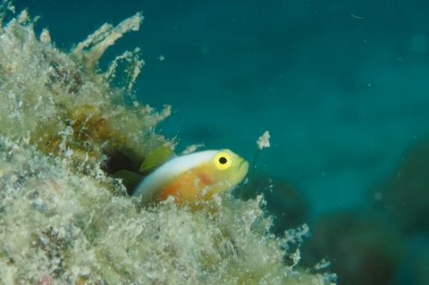 ナカモトイロワケハゼ