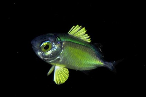 刺激的な水中生物