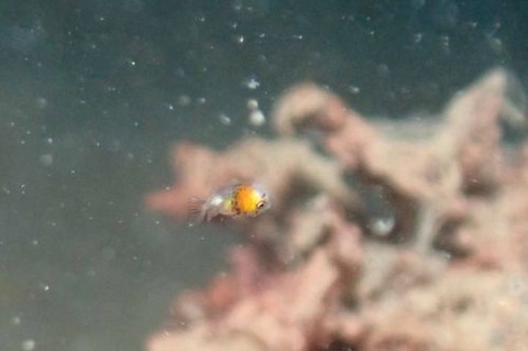 チョウチョウコショウダイ