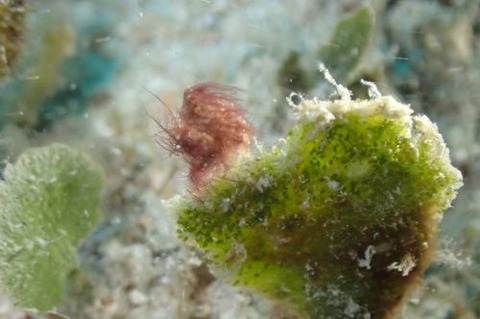 フィコカリス・シムランス