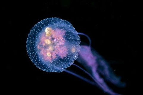 刺激的な水中生物