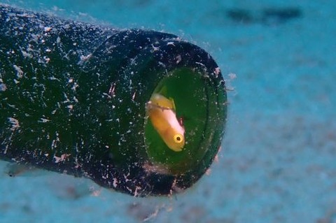 ナカモトイロワケハゼ