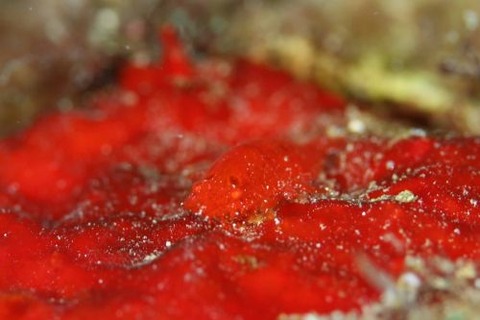 ヂェラストカリス・パロンアェ