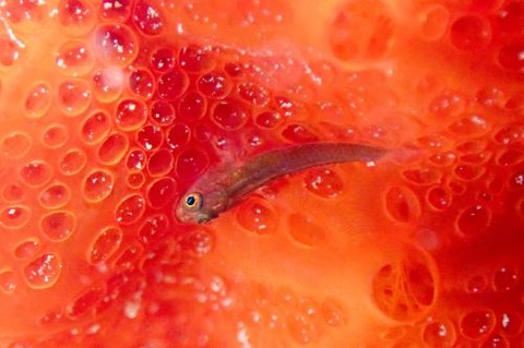 セボシウミタケハゼ