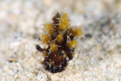 ウミウシ不明種