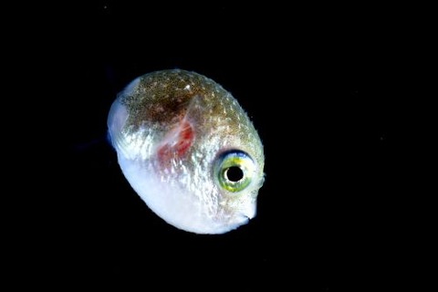 刺激的な水中生物