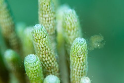 フィコカリス・シムランス