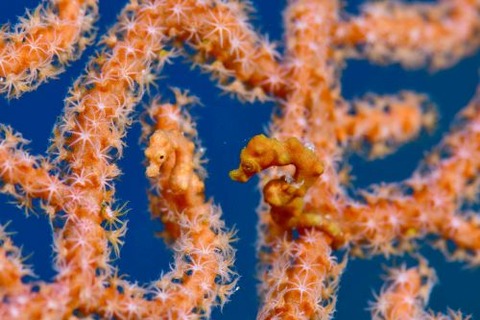 カクレタツノコ