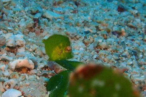 セダカカワハギ