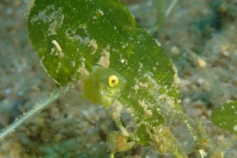 セダカカワハギ