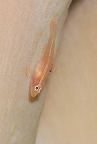 セボシウミタケハゼ