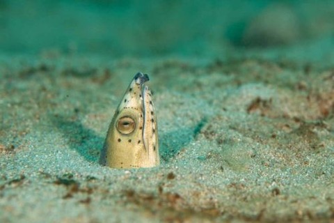 トンガリホタテウミヘビ