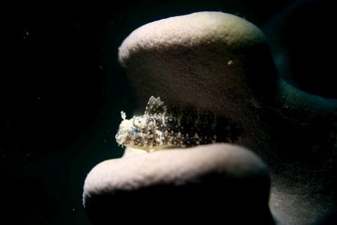 ハタタテギンポ