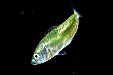 刺激的な水中生物