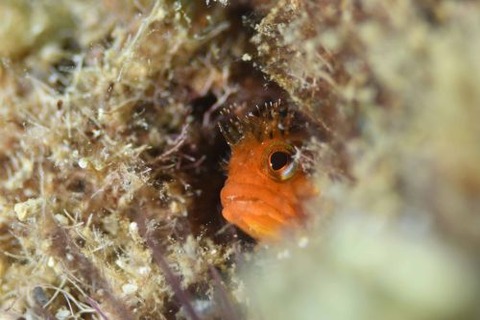 ハダカコケギンポ