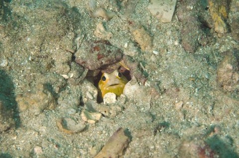 ホシカゲアゴアマダイ