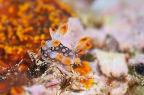 ヒオドシユビウミウシ