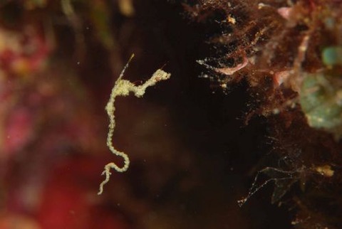 キオネミクティス・ルメンガニィ