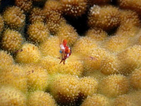 カメンカクレエビ