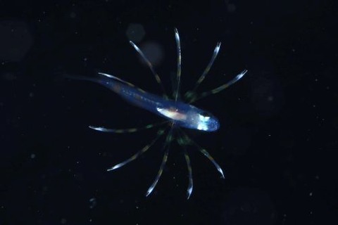 刺激的な水中生物