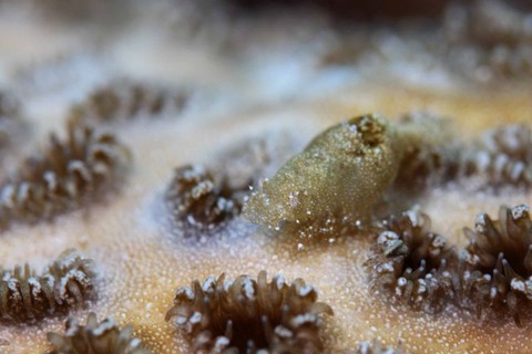 カクレモエビ属の1種