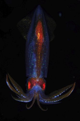 刺激的な水中生物