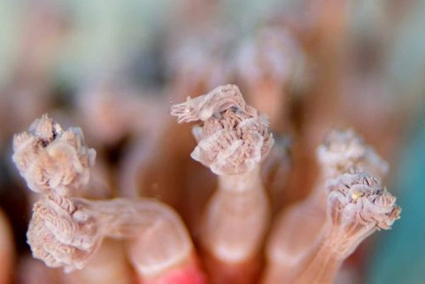 カクレモエビ属の1種