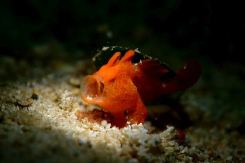 イロカエルアンコウ