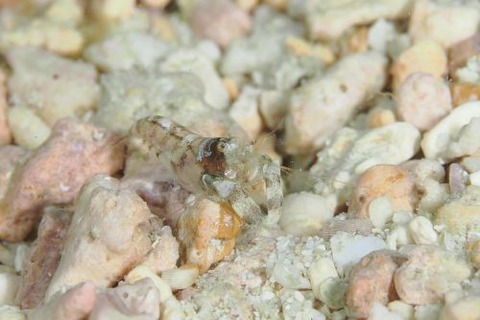 ヤドリエビモドキ