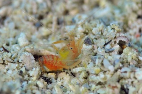 ベニマトイサンゴヒメエビ