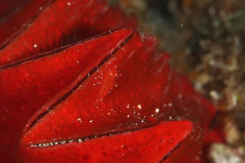 ヂェラストカリス・パロンアェ