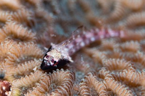 ヘビギンポ科の1種