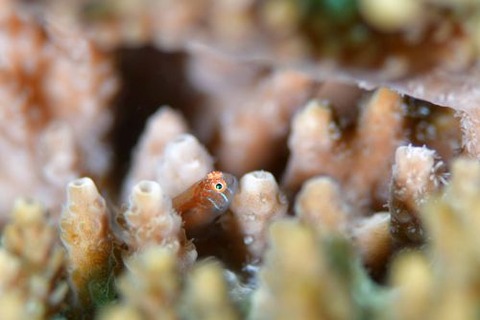 アワイロコバンハゼ