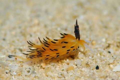 パスタチゴミノウミウシ