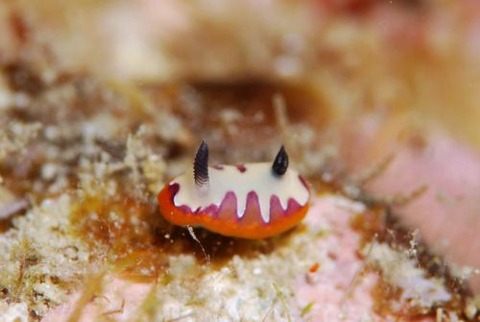 フジナミウミウシ