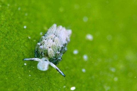 ウサギモウミウシ