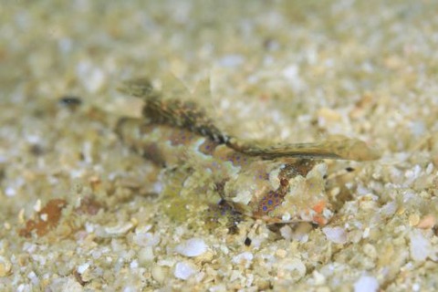 イッポンテグリ