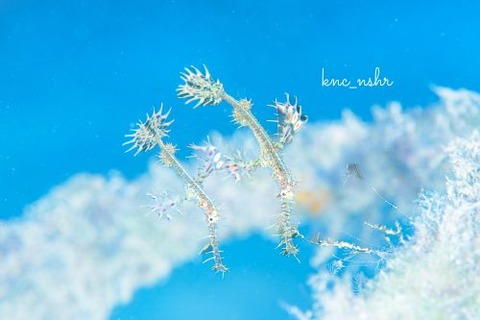 ニシキフウライウオ