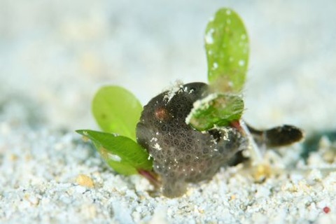 カエルアンコウ科の1種