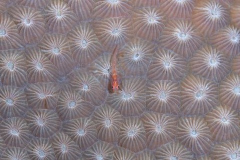 セボシウミタケハゼ