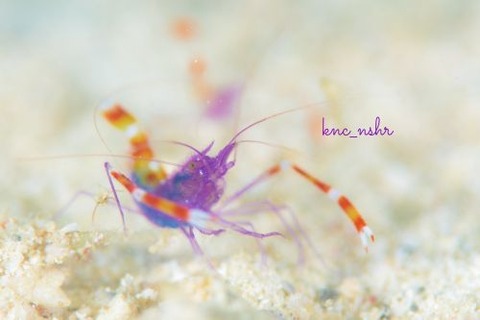 ステノプス・テヌイロストリス