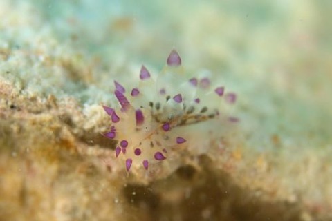 サーシャコヤナギウミウシ