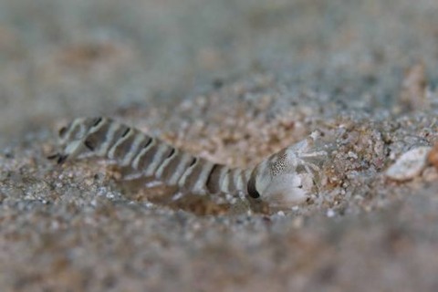 シャコのなかま