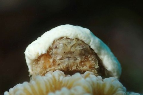 カイカムリ科の1種