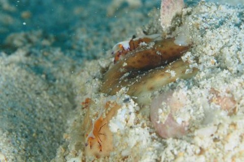 ウミウシカクレエビ