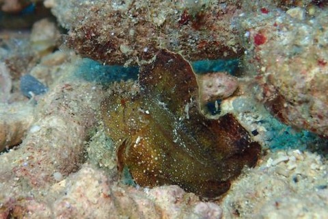 ハダカハオコゼ