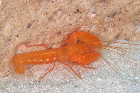 アナエビ科の１種