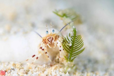 ツノヤドカリ属の1種