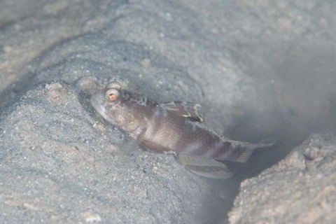 カスリハゼ属の1種